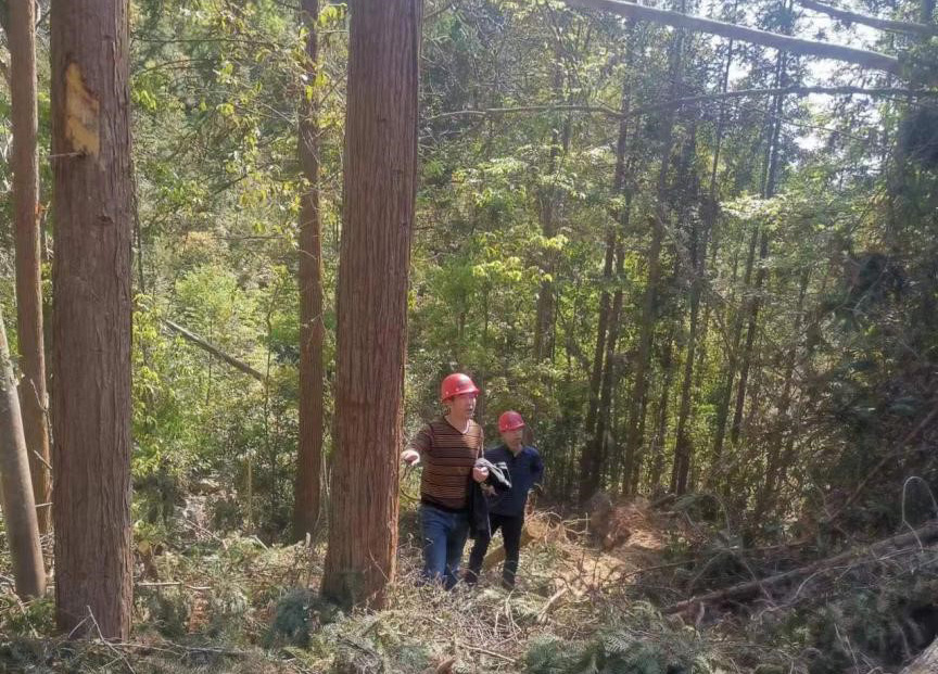 “兩節”前夕，“綠盾”行動——福建金森嚴格把關林木采伐施工