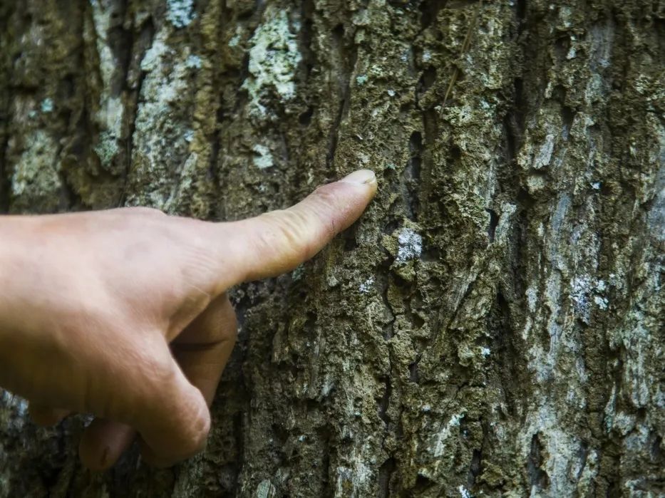 【金森榜樣】護林員邱玉祥的一天:想一輩子與青山相伴 【金森榜樣】護林員邱玉祥的一天:想一輩子與青山相伴